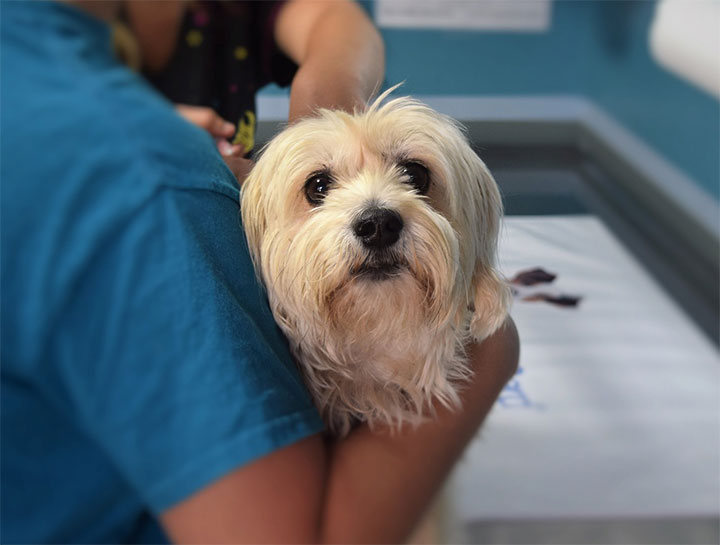 Gaithersburg Animal Hospital Pet Emergency