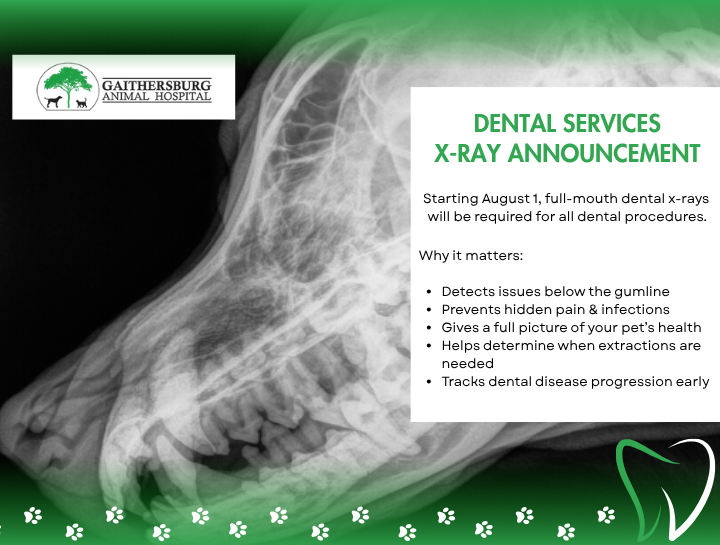 Gaithersburg Pet Dentists