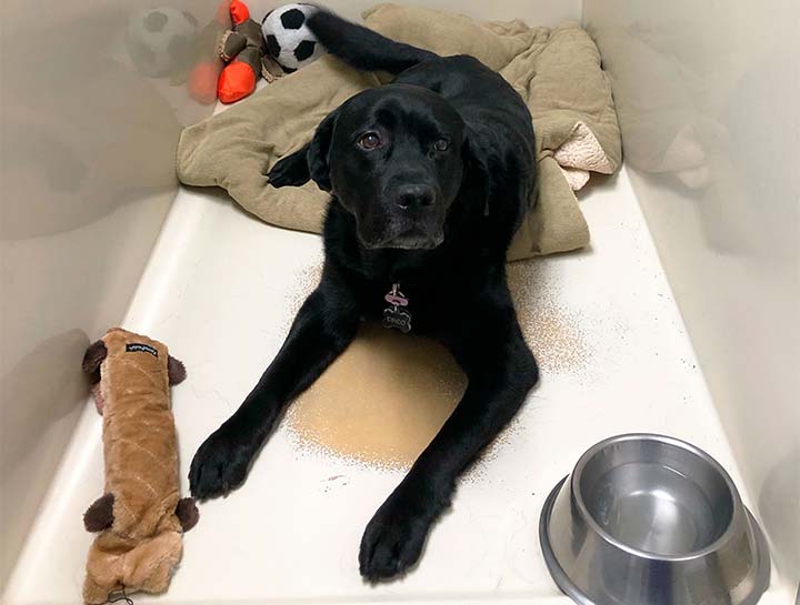 Gaithersburg pet boarding